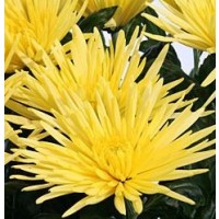 Хризантема одноголовая желтая