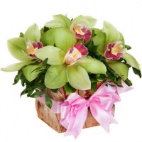 Зеленые орхидеи в коробке